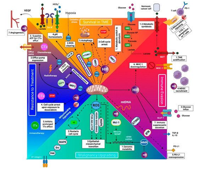 درمان هدفمند ضد میتوکندریایی‌ : آینده سرطان شناسی